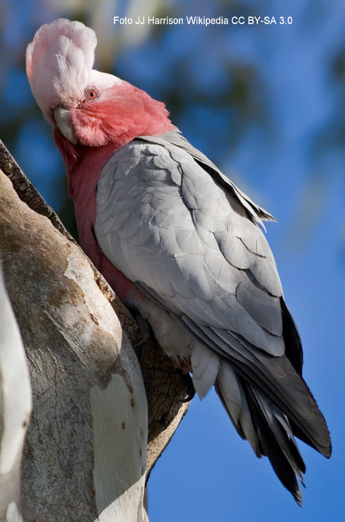 Bild Rosakakadu